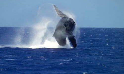 A humpback whale breaches majestically above the ocean's surface, creating a splash against the blue water backdrop.