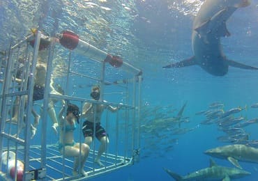 north-shore-shark-cage-dive-oahu