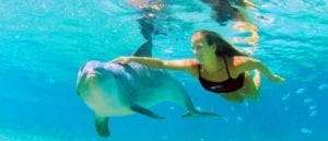 dolphin-quest-big-island