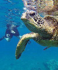 A sea turtle swimming near a diver underwater in Maui.