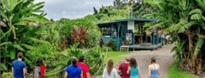 kona-coffee-farms